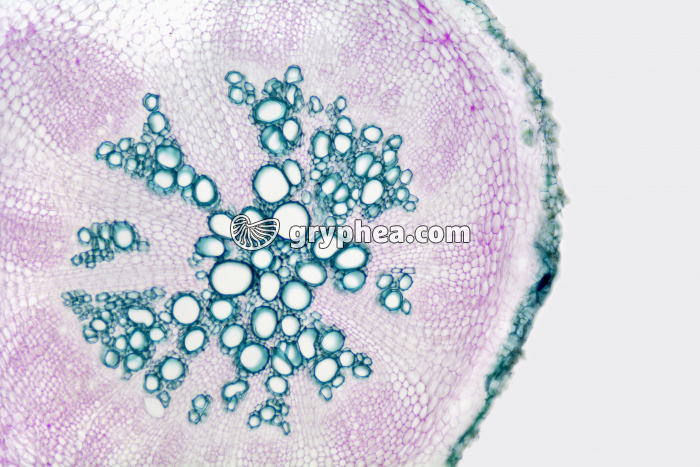 Racine de Carotte CT x25 - gryphea.com